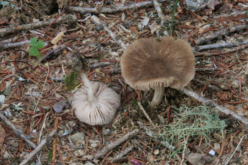 Altri due ritrovamenti  del 11.03.2011.